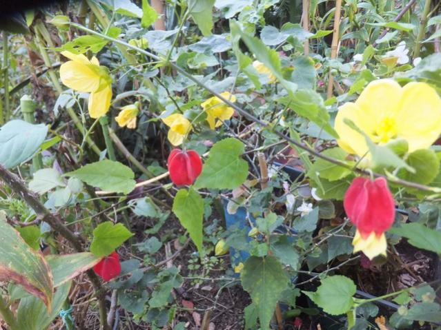 Name:  DSCF5703.jpg
Views: 488
Size:  67.8 KB