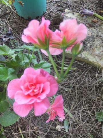 Name:  DSCF5716.jpg
Views: 481
Size:  39.7 KB
