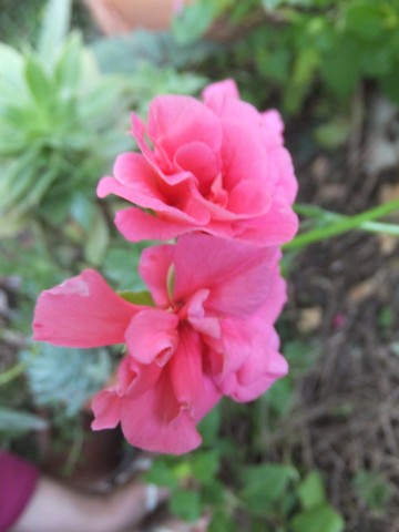 Name:  DSCF5717.jpg
Views: 483
Size:  43.0 KB