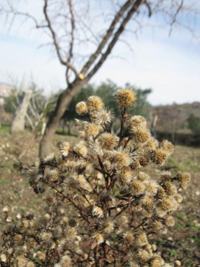 Name:  aster.jpg
Views: 1614
Size:  39.9 KB
