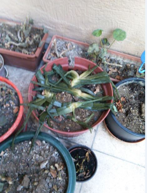 Name:  Ekran Alnts3.JPG
Views: 1160
Size:  61.5 KB