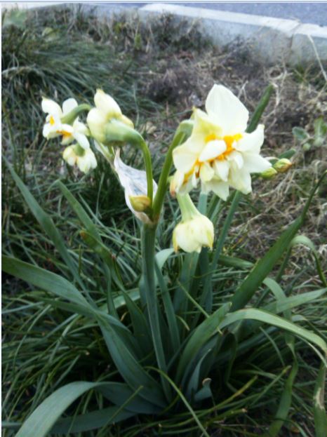 Name:  Ekran Alnts8.JPG
Views: 743
Size:  63.2 KB