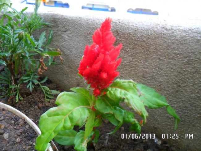 Name:  01.06.2013-03.jpg
Views: 6029
Size:  56.2 KB