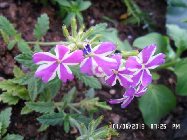 Name:  01.06.2013-04.jpg
Views: 5930
Size:  44.9 KB