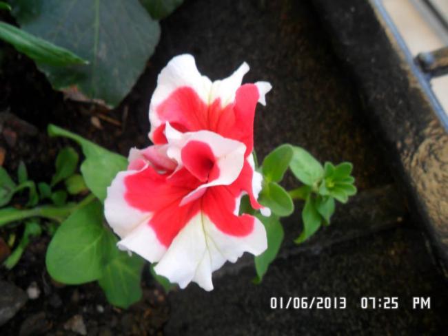 Name:  01.06.2013-05.jpg
Views: 6034
Size:  34.1 KB