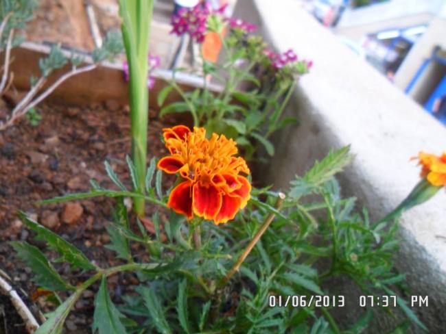 Name:  01.06.2013-07.jpg
Views: 5884
Size:  47.2 KB