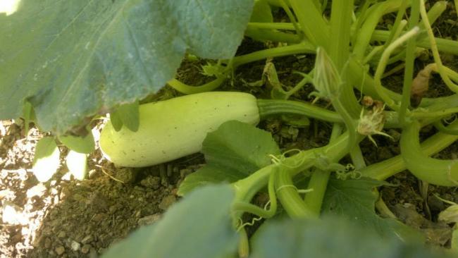 Name:  18.06.2013-01.jpg
Views: 5914
Size:  35.6 KB
