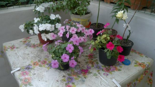Name:  14.06.2013-01.jpg
Views: 5827
Size:  38.7 KB