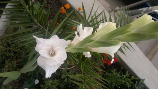 Name:  15.07.2013-01.jpg
Views: 5891
Size:  34.7 KB