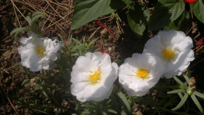 Name:  08.08.2013-02.jpg
Views: 5745
Size:  39.0 KB