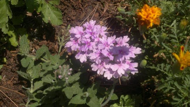Name:  08.08.2013-09.jpg
Views: 5751
Size:  46.6 KB