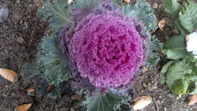 Name:  10.01.2014-01.jpg
Views: 5944
Size:  53.5 KB