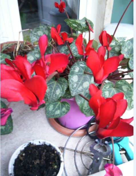 Name:  Ekran Alnts1.JPG
Views: 783
Size:  58.7 KB