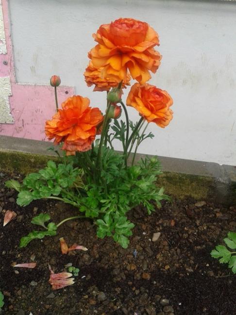 Name:  20140328_155348.jpg
Views: 1122
Size:  51.9 KB