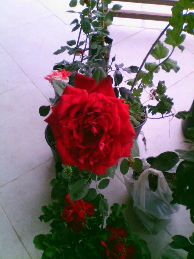 Name:  1511220_10152404663618415_8944355579435273156_n.jpg
Views: 941
Size:  65.1 KB