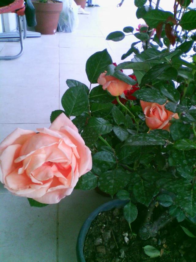 Name:  10253985_10152404664788415_6277488190635933874_n.jpg
Views: 924
Size:  69.8 KB