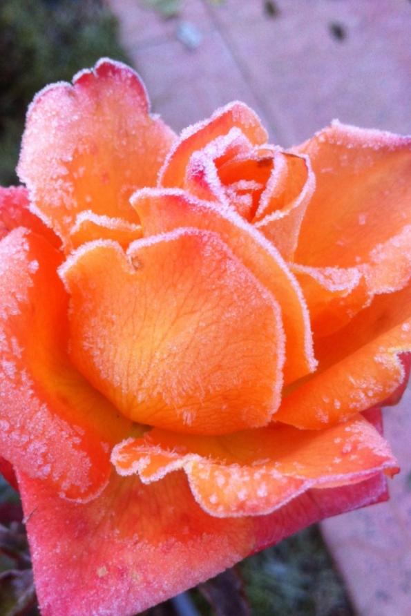 Name:  image.jpg
Views: 466
Size:  65.4 KB