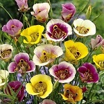 Name:  5-Calochortus_mixed.jpg
Views: 818
Size:  19.4 KB