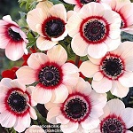 Name:  6-Anemone_bicolor.jpg
Views: 890
Size:  18.3 KB