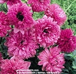 Name:  7-anemone_admiral.jpg
Views: 843
Size:  19.0 KB