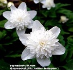 Name:  8-anemone_nemorosa_vestal.jpg
Views: 856
Size:  12.1 KB