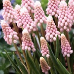 Name:  9-Muscari_Pink_Sunrise_.jpg
Views: 919
Size:  16.9 KB