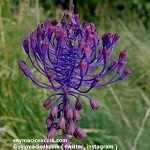 Name:  10-muscari_comosum.jpg
Views: 882
Size:  14.6 KB