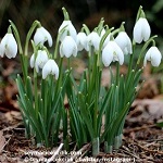 Name:  11-galanthus_nivalis.jpg
Views: 2164
Size:  15.8 KB