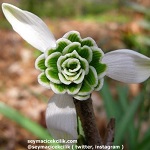 Name:  12-galanthus_dyonisis.jpg
Views: 845
Size:  11.9 KB