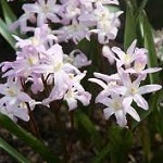 Name:  13-Chionodoxa_forbesii_Pink_Giant.jpg
Views: 859
Size:  14.2 KB