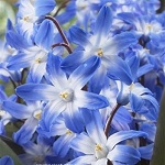 Name:  14-Chionodoxa_forbesii_Blue_Giant.jpg
Views: 825
Size:  15.2 KB