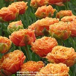 Name:  16-Tulip_Sensual_Touch_.jpg
Views: 914
Size:  17.6 KB