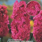 Name:  17-Hyacinth_red_diamond.jpg
Views: 820
Size:  14.5 KB
