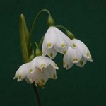 Name:  18-LEUCOJUM_AESTVUM.jpg
Views: 839
Size:  6.5 KB