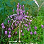 Name:  19-allium_carinatum_ssp_pulchellum.jpg
Views: 852
Size:  16.1 KB