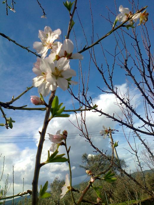 Name:  Fotoraf1925.jpg
Views: 644
Size:  75.4 KB