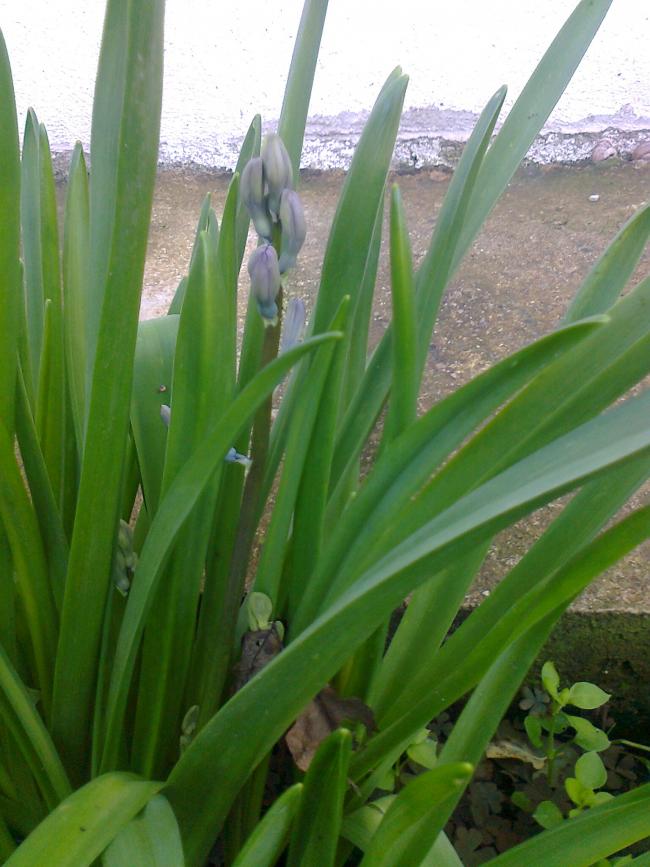 Name:  Fotoraf1917.jpg
Views: 531
Size:  69.7 KB