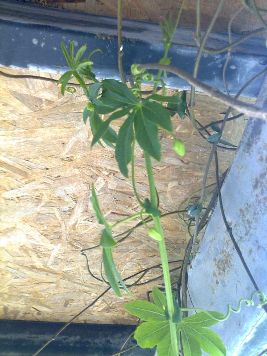 Name:  Fotoraf1915.jpg
Views: 489
Size:  72.5 KB