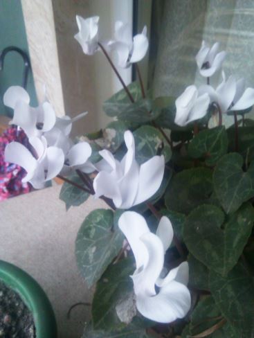 Name:  Ekran Alnts1a.JPG
Views: 374
Size:  32.1 KB