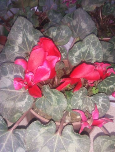 Name:  Ekran Alnts1b.JPG
Views: 375
Size:  41.9 KB