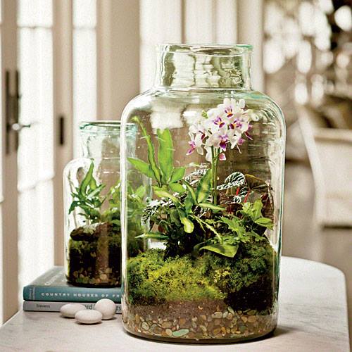 Name:  terrarium.jpg
Views: 974
Size:  47.6 KB