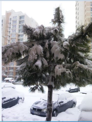 Name:  Ekran Alnts2.JPG
Views: 274
Size:  43.6 KB