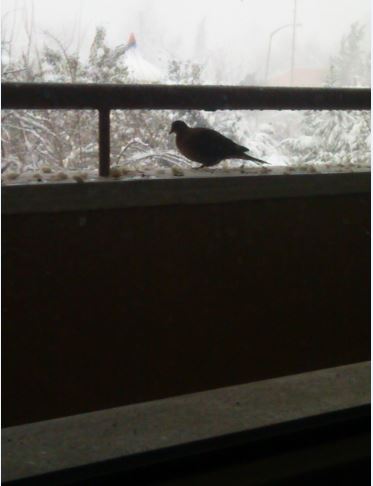 Name:  Ekran Alnts4.JPG
Views: 284
Size:  24.4 KB
