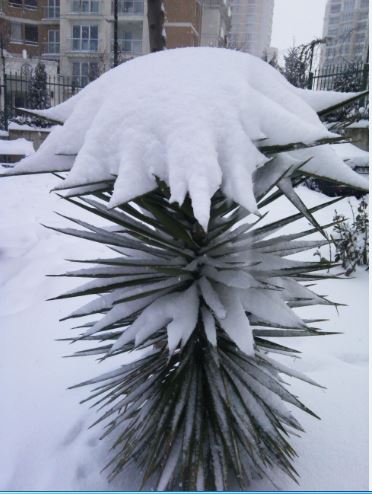 Name:  Ekran Alnts11.JPG
Views: 286
Size:  42.1 KB