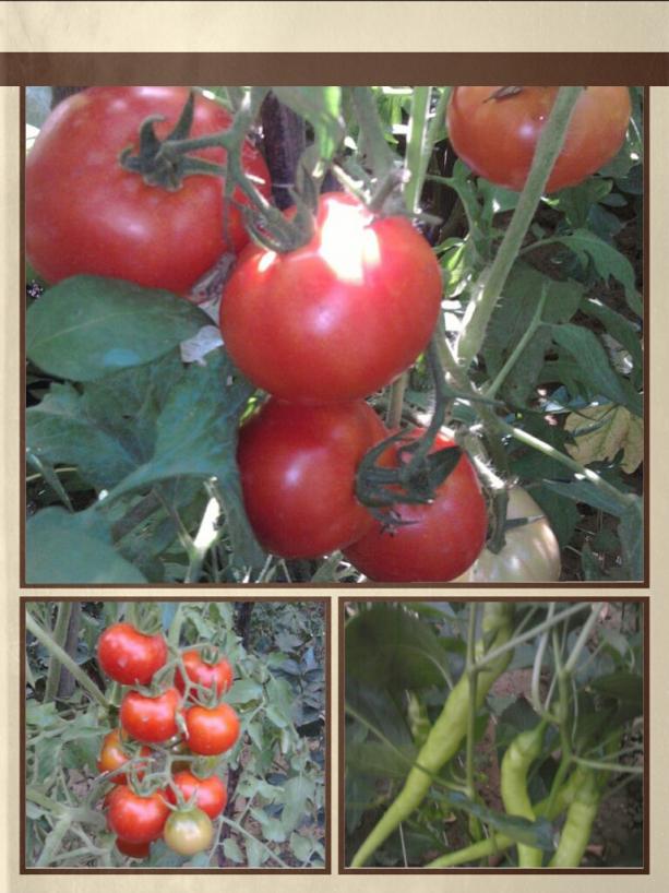 Name:  PicsArt_1424293546187.jpg
Views: 1987
Size:  72.0 KB