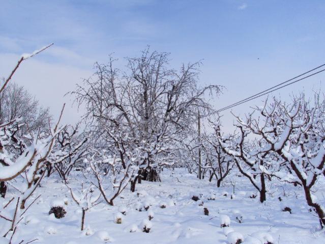 Name:  DSC00446.jpg
Views: 863
Size:  58.6 KB