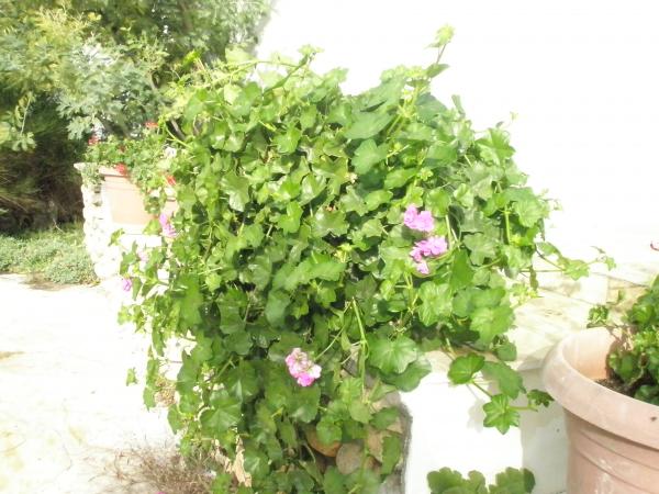 Name:  PB251407.jpg
Views: 936
Size:  53.2 KB