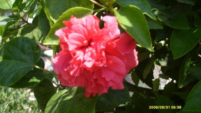 Name:  560853_10151220644248415_489288347_n.jpg
Views: 918
Size:  35.4 KB