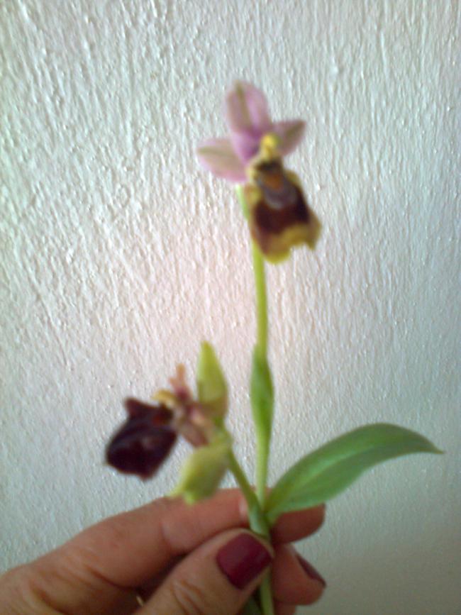 Name:  Fotoraf2009.jpg
Views: 506
Size:  64.6 KB
