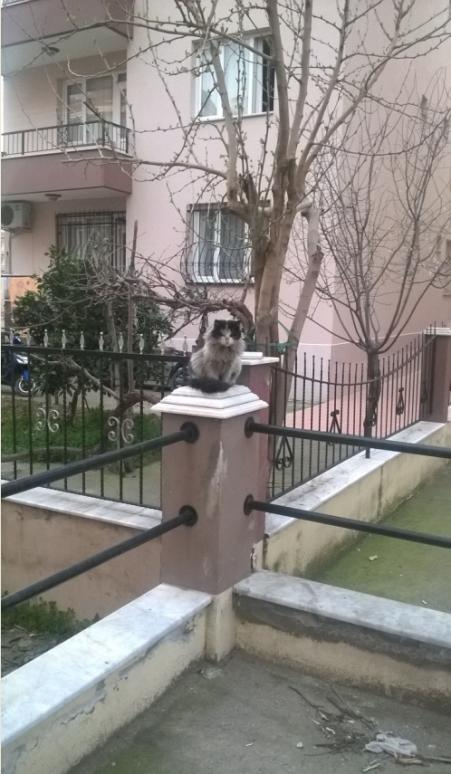 Name:  pis.jpg
Views: 1017
Size:  58.5 KB